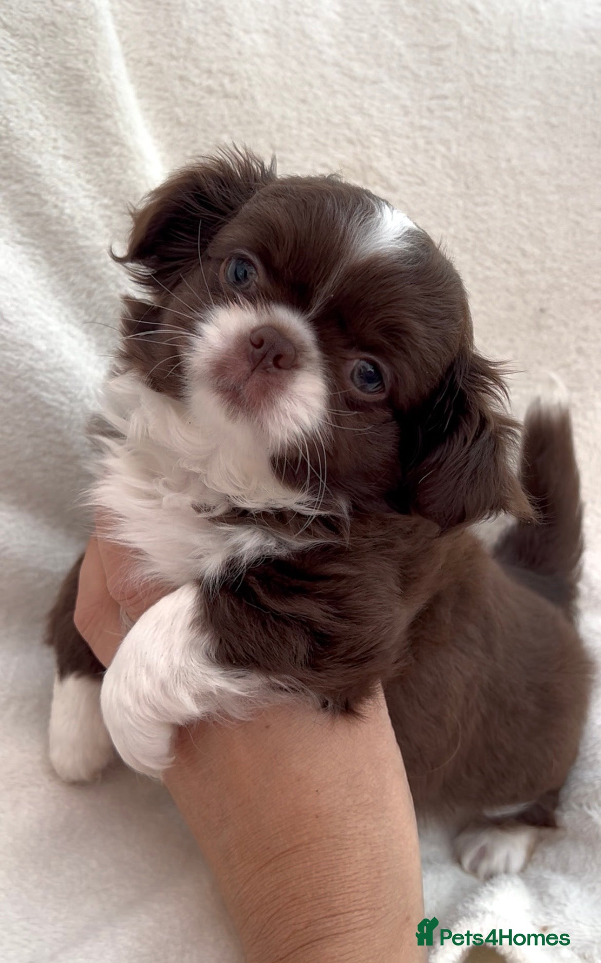 Chihuahua dogs KC LONG COAT CHIHUAHUA - Advert 1