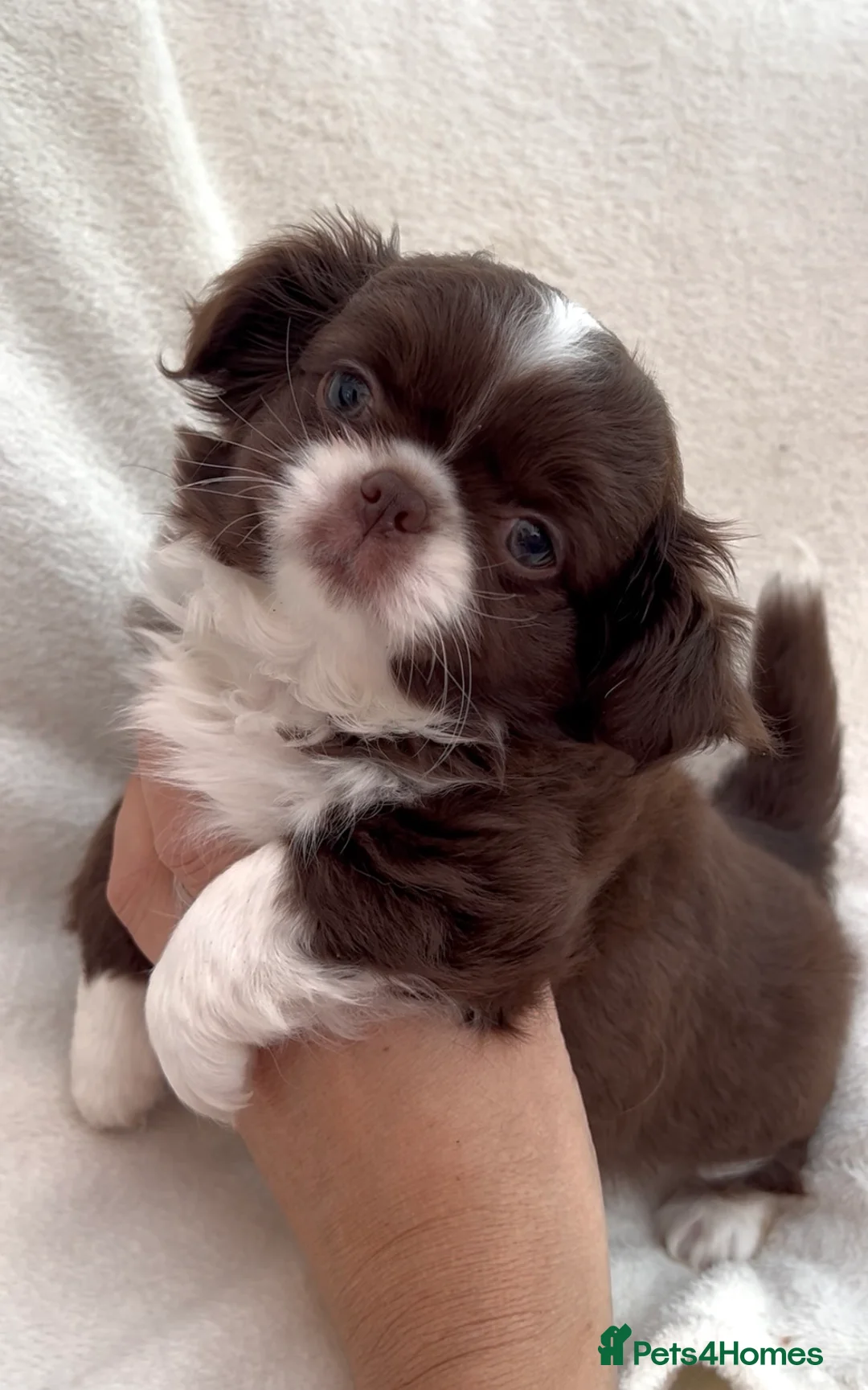 Chihuahua dogs for sale: KC LONG COAT CHIHUAHUA - Advert 1