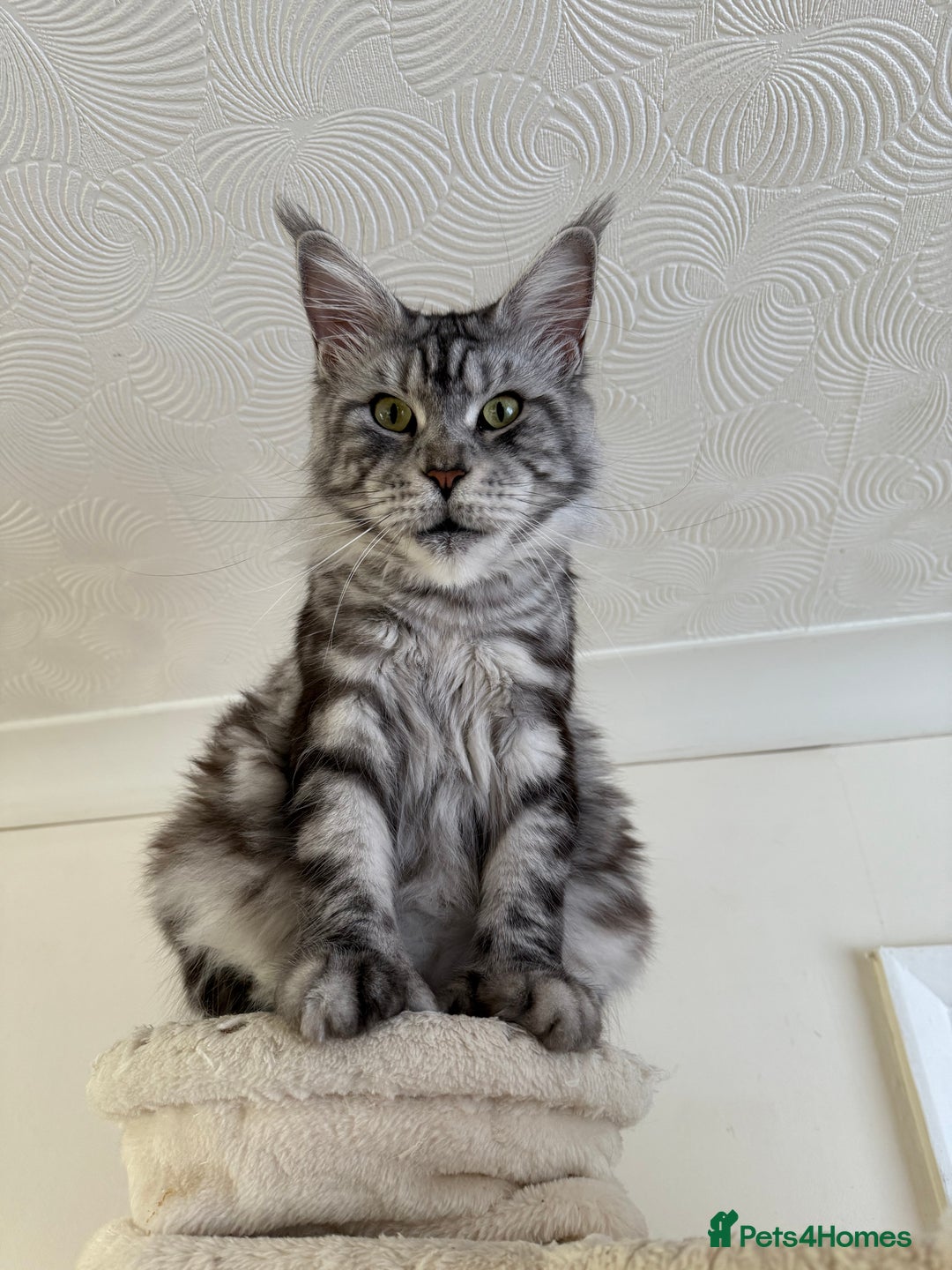 Maine Coon cats for sale: Pedigree ”TICA” kittens  - Image 11