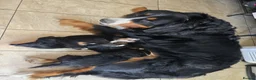 Bernese Mountain Dog dogs for sale: KC registered Bernese Mountain Dog Puppies  in Runcorn - Advert 1