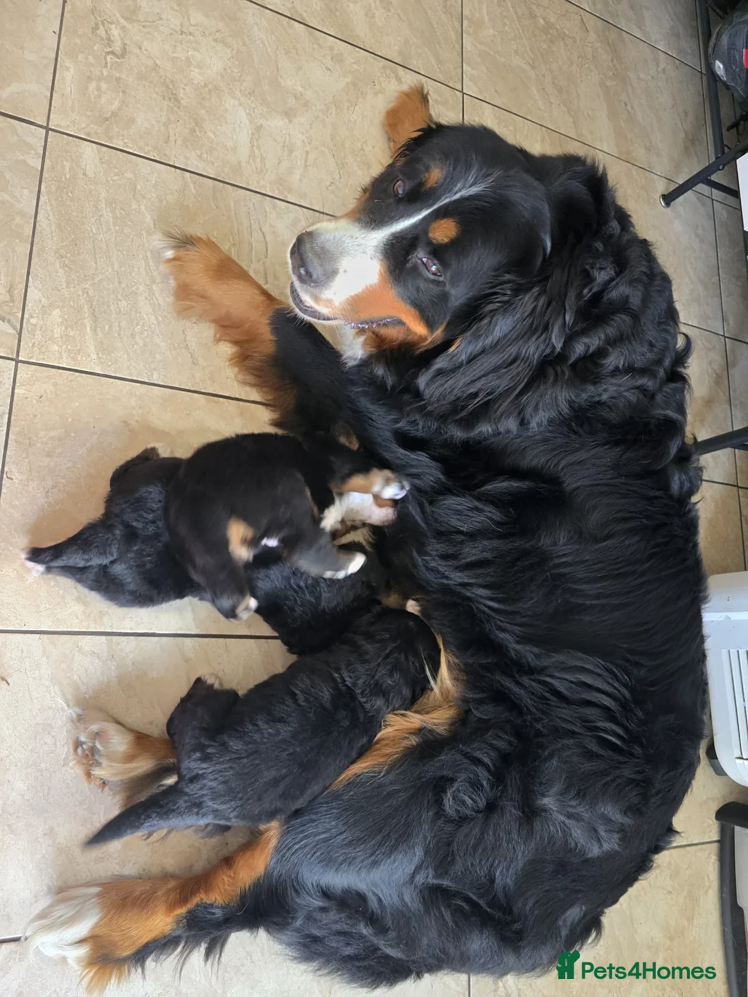 Bernese Mountain Dog dogs for sale: KC registered Bernese Mountain Dog Puppies  in Runcorn - Advert 1