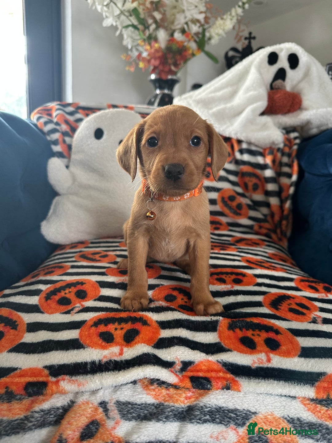 Labrador Retriever dogs for sale: Beautiful fox red Labrador pups - Image 32