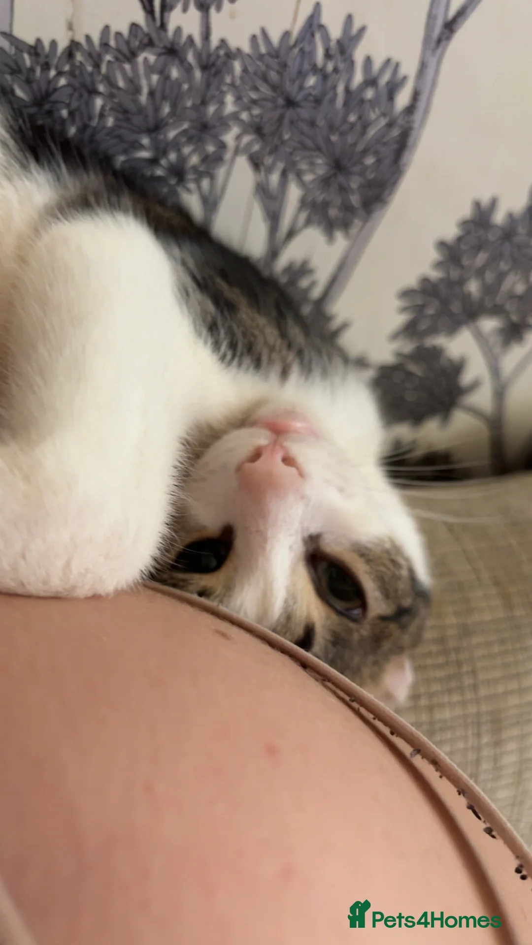 Mixed Breed cats for sale: Cat for sale in Rhyl - Advert 2