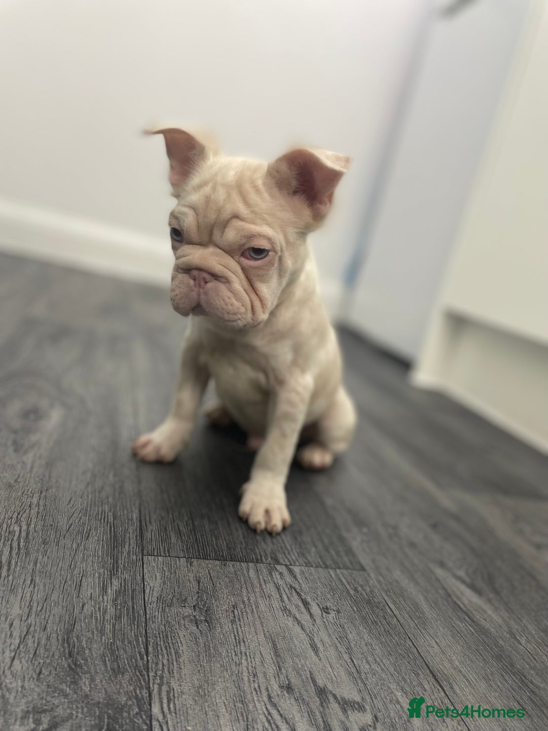 French Bulldog dogs for sale: Visual fluffy wrapped in pink 🎀  - Image 2