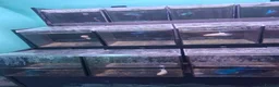 Other/Mixed Breed fish for sale: Male and female Bettas, blue Acaras, shrimp  - Advert 9