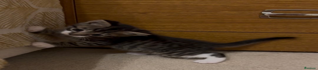 British Shorthair Kitten 4