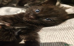 Mixed Breed cats for sale: Ragdoll (mum) X Tabby (dad) - blue eyes ! - Image 12