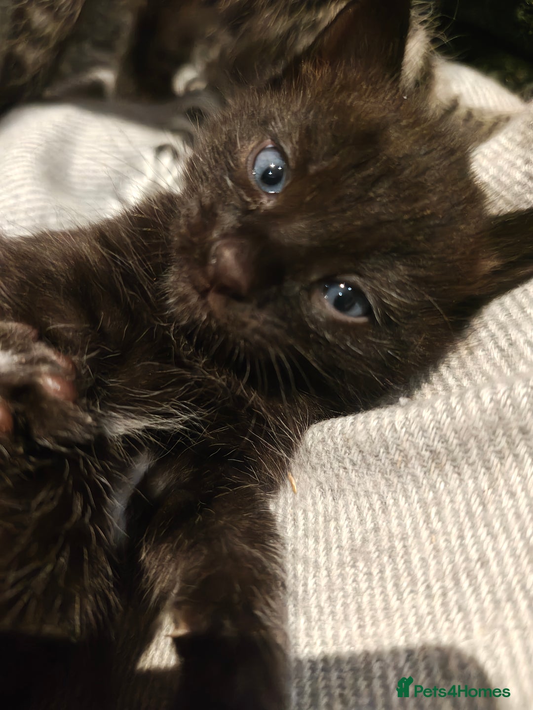 Mixed Breed cats for sale: Ragdoll (mum) X Tabby (dad) - blue eyes ! - Image 12