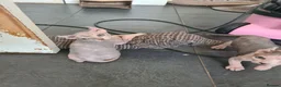 Sphynx cats for sale: Stunning sphynx kittens - Advert 6