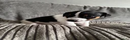 Jack Russell dogs for sale: Jack Russell  in Aylesford - Advert 11