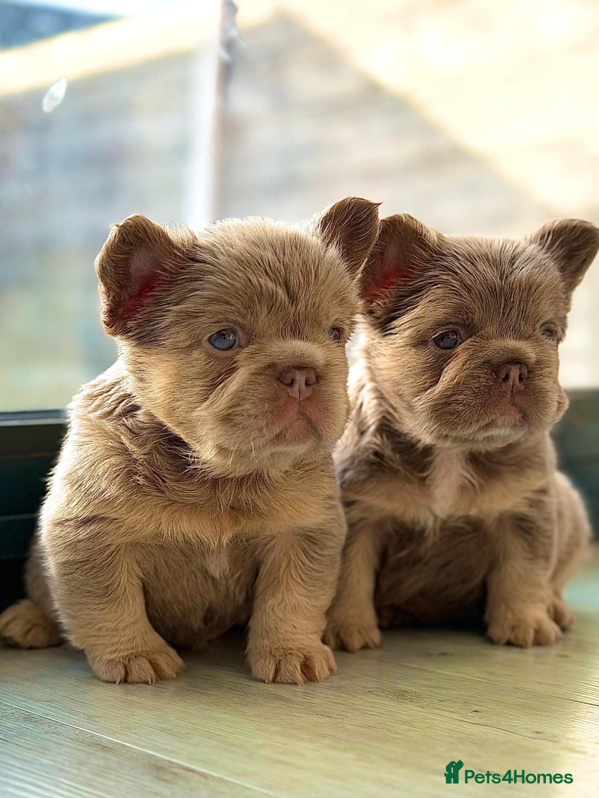 French Bulldog dogs 6 Amazing quality French bulldog pups - Advert 2