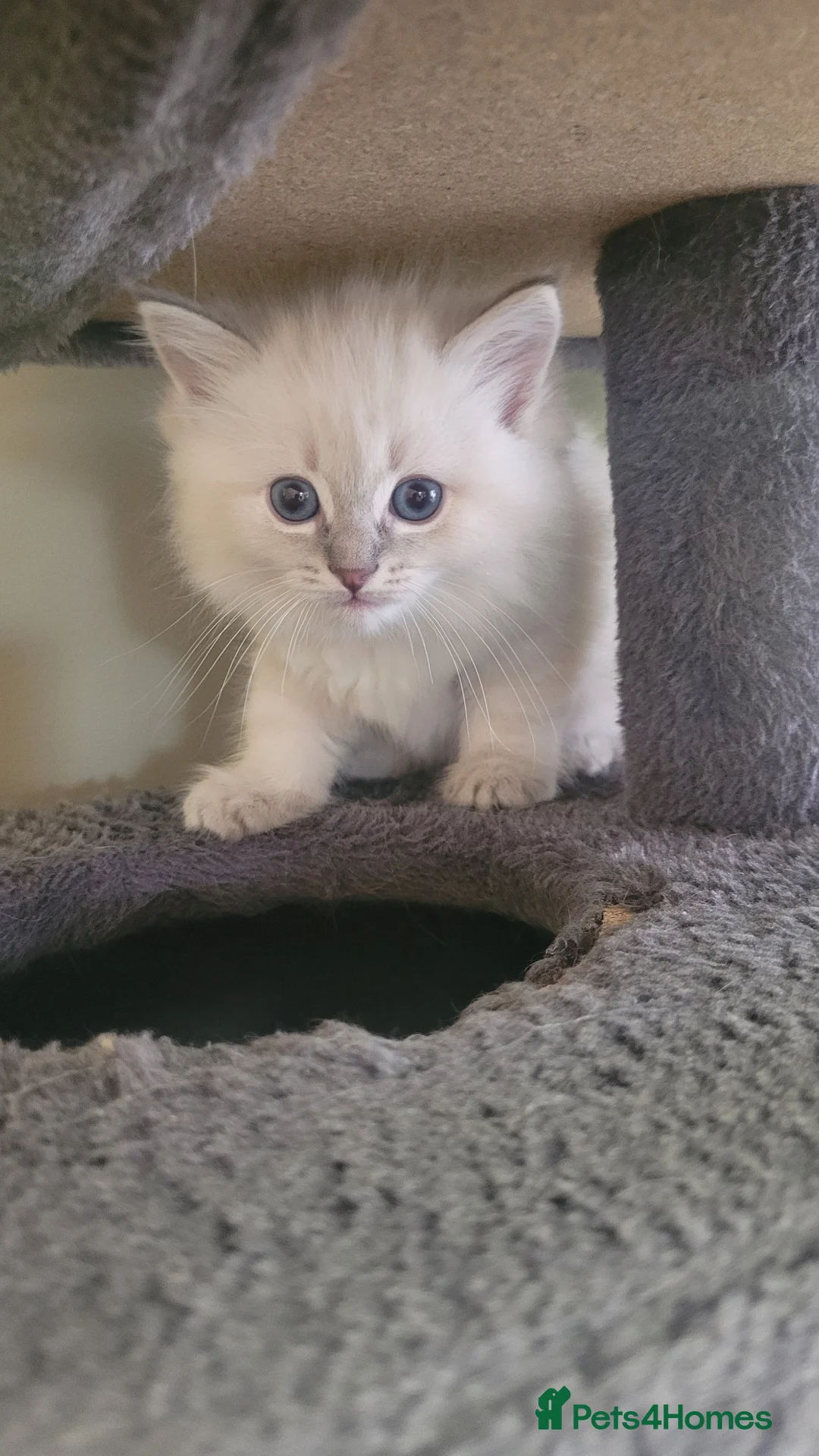 Ragdoll cats for sale: 🐾 Ragdoll Kittens *Ready Now* 🐾 - Advert 2