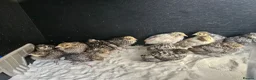 Mixed Breed birds for sale: Mixed sex Button Quail  in Stroud - Advert 2