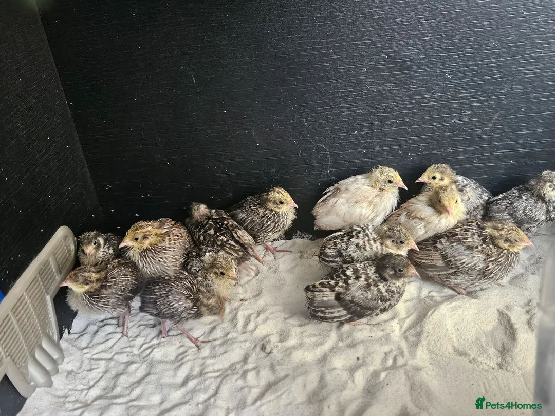 Mixed Breed birds for sale: Mixed sex Button Quail  in Stroud - Advert 2