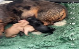 Dachshund dogs for sale: Tiny dachshund ready now! - Image 14