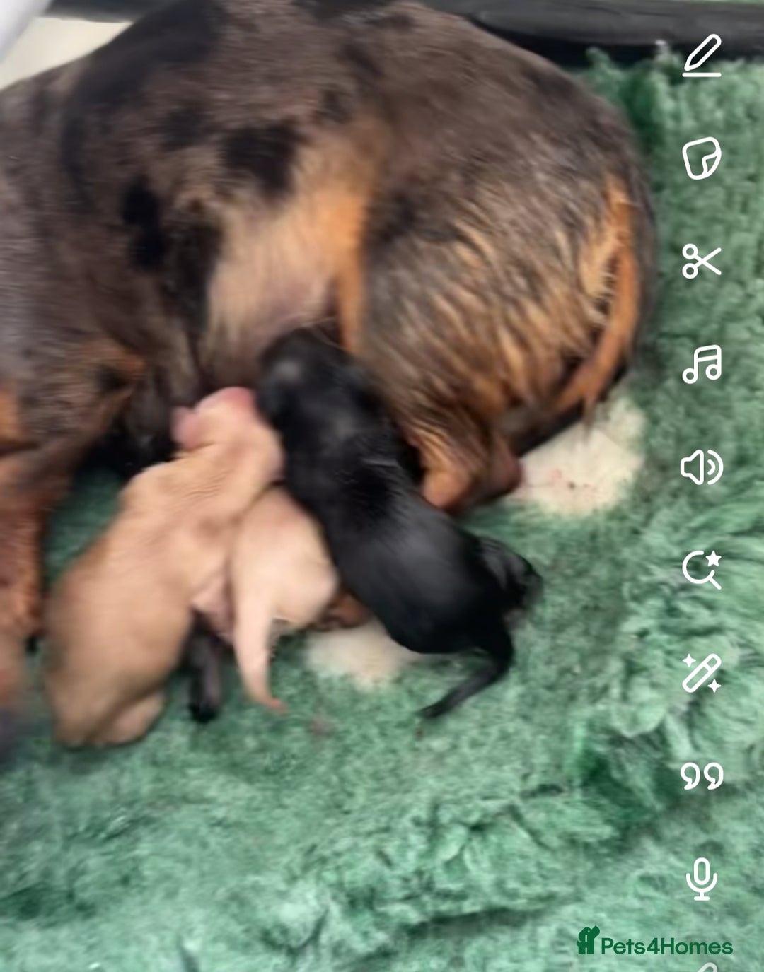 Dachshund dogs for sale: Tiny dachshund ready now! - Image 14