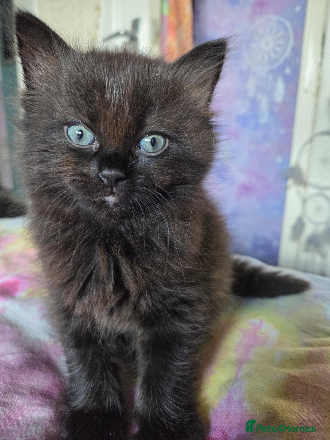 Ragdoll cats for sale: 2 x female 1/2 ragdoll kittens.  Gorgeous colours - Image 3