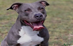 Staffordshire Bull Terrier dogs for sale: WANTED Staffie Puppy - Image 1