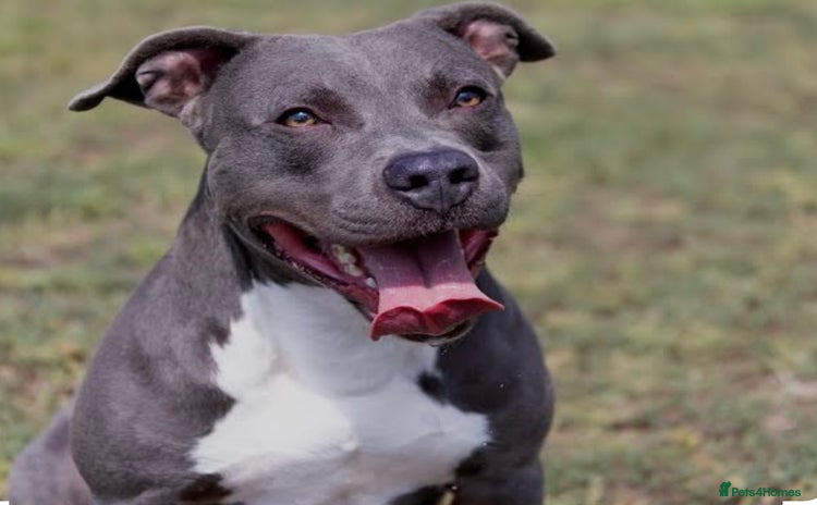Staffordshire Bull Terrier dogs - Advert 1