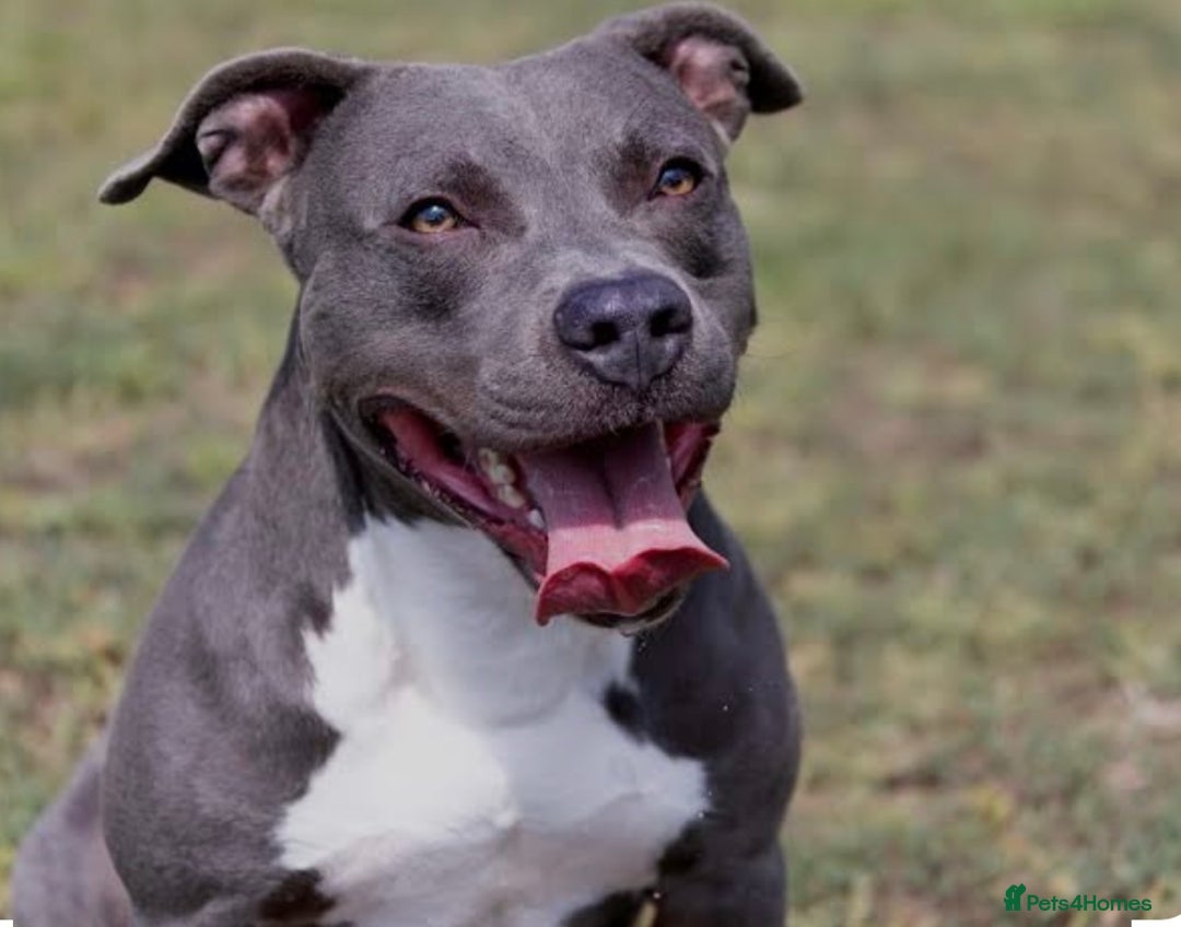 Staffordshire Bull Terrier dogs for sale: WANTED Staffie Puppy - Image 1