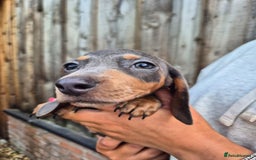 Miniature Dachshund dogs for sale: Miniature dachshund puppies  - Image 21