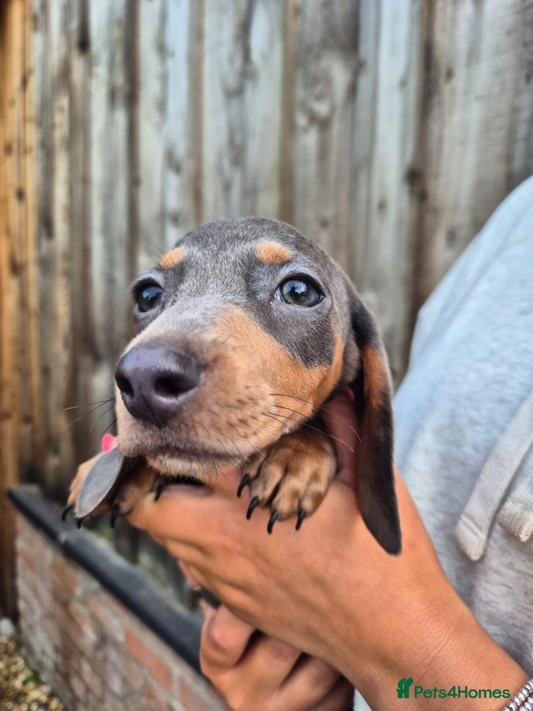 Miniature Dachshund dogs for sale: Miniature dachshund puppies  - Image 21