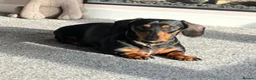 Miniature Dachshund dogs for sale: Loving beautiful miniature Dachshund for sale - Advert 1