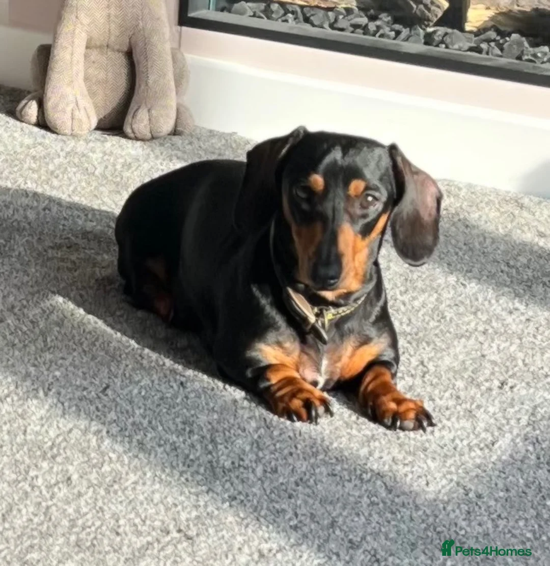 Miniature Dachshund dogs for sale: Loving beautiful miniature Dachshund for sale - Advert 1