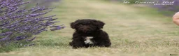 Spanish Water Dog dogs for sale: Spanish water dog  - Advert 23