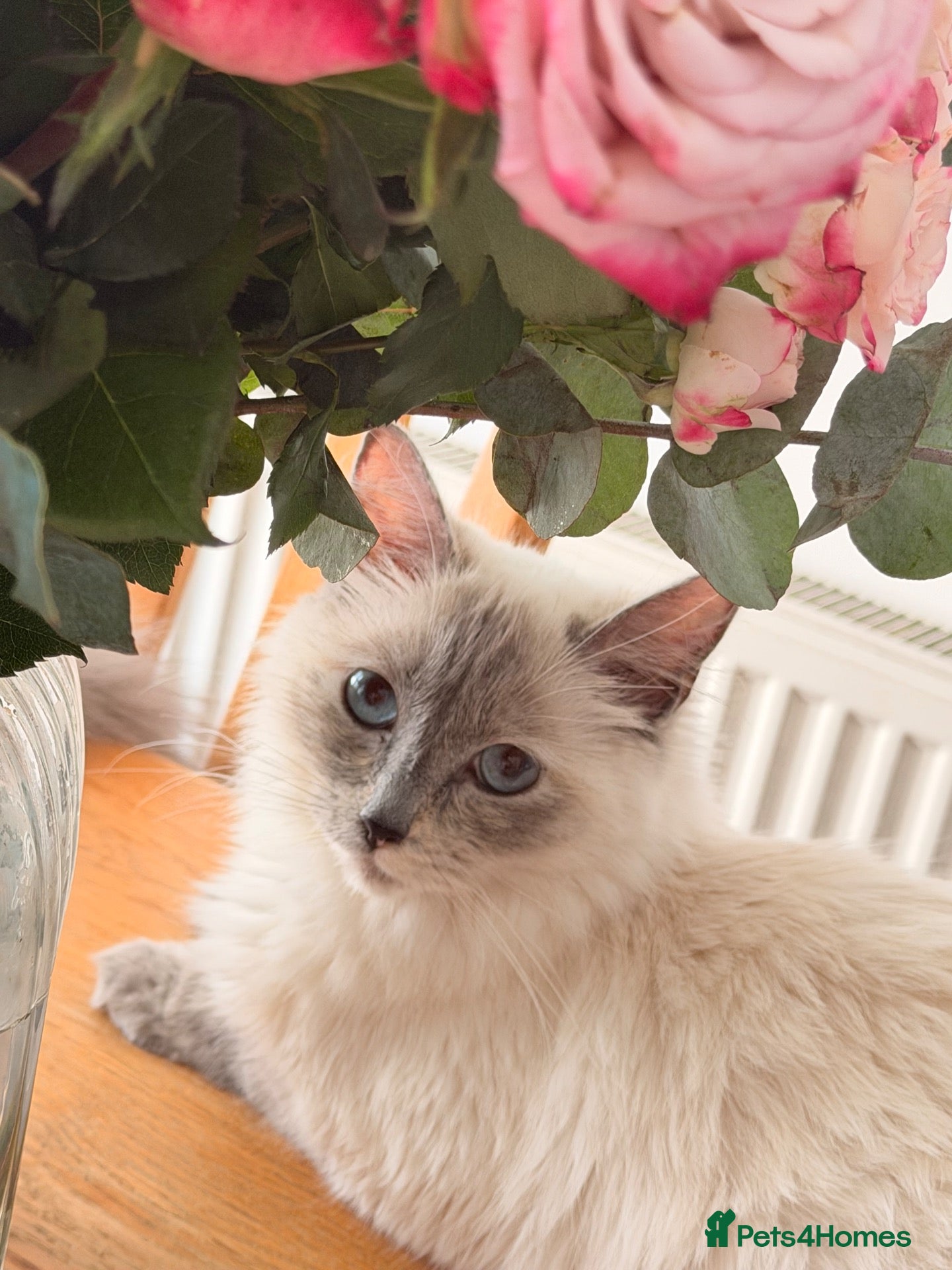 Ragdoll cats Pedigree Pure Ragdoll babies  - Advert 2