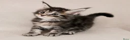 Maine Coon cats for stud: GCCF & TICA Blue Silver Mackerel Tabby - Advert 13