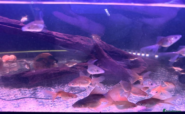 Fancy Goldfish fish for sale - Advert 4