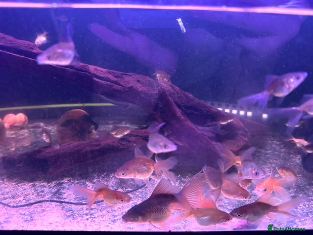 Fancy Goldfish fish - Advert 5