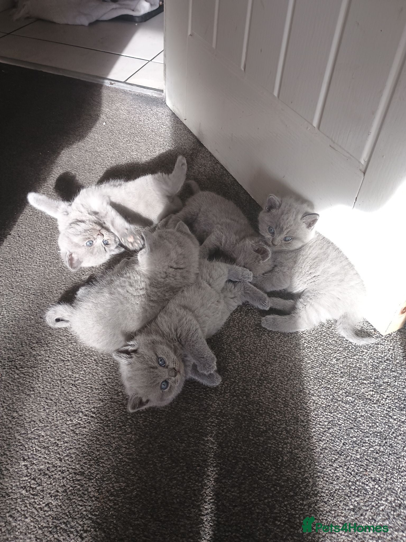 British Shorthair cats Stunning British shorthair blue kittens - Advert 1