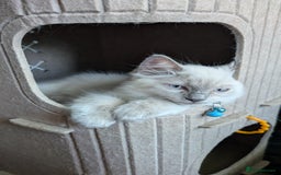 Ragdoll cats for sale: Ragdoll kittens for sale - Image 8