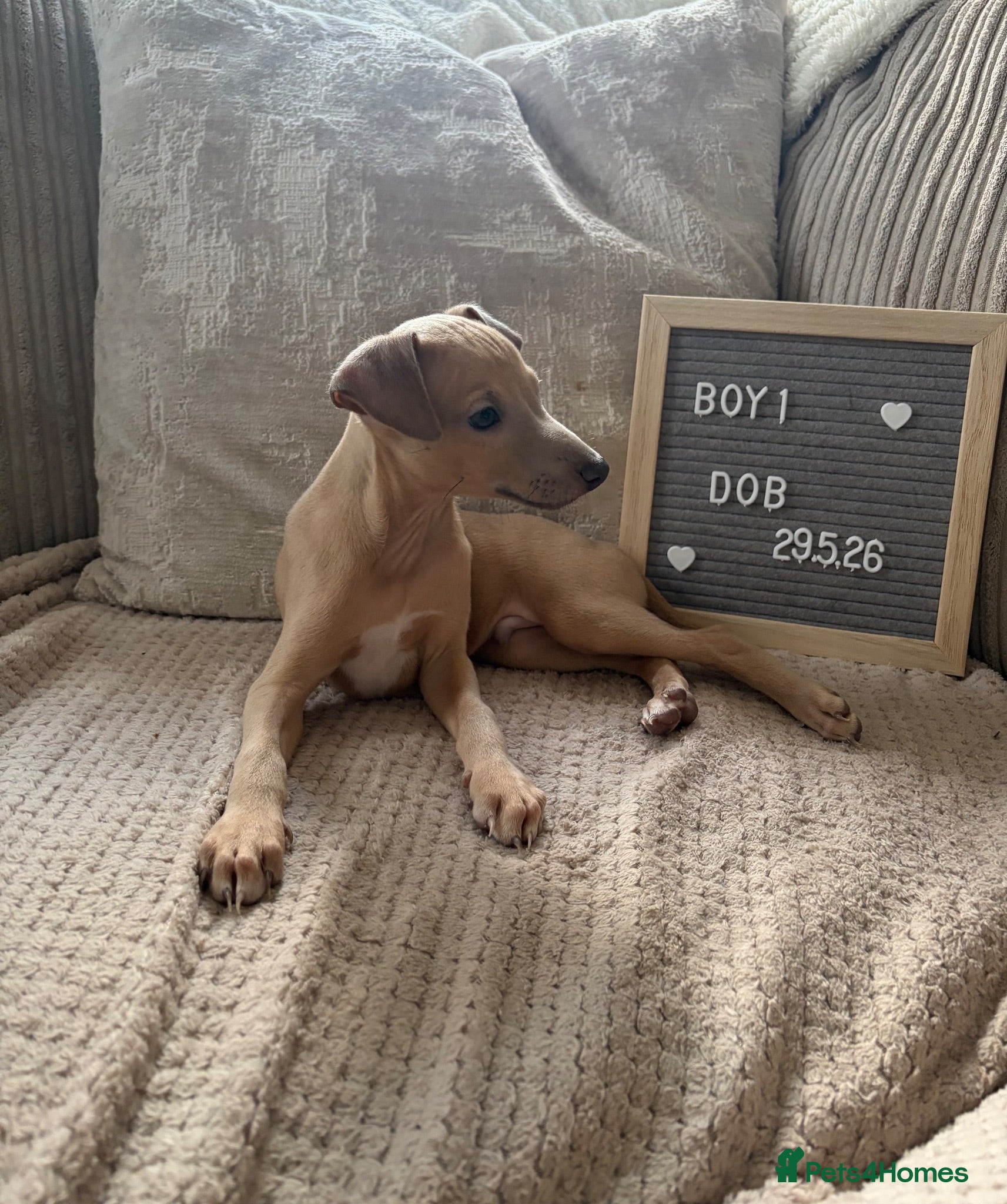Italian Greyhound dogs Italian greyhound boy puppy - Advert 1
