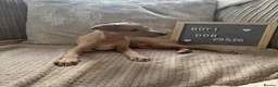 Italian Greyhound dogs for sale: Italian greyhound boy puppy - Advert 1