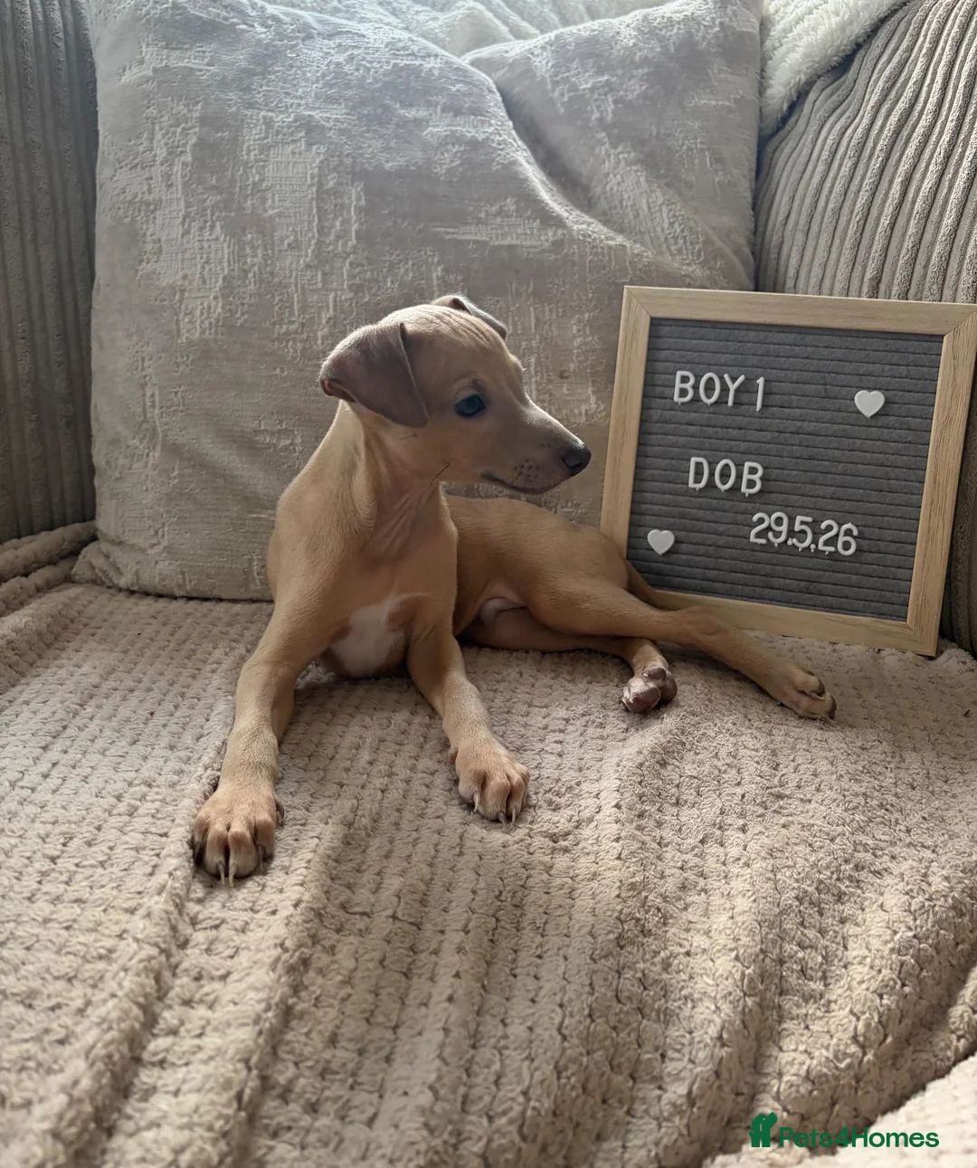 Italian Greyhound dogs for sale: Italian greyhound boy puppy - Advert 1