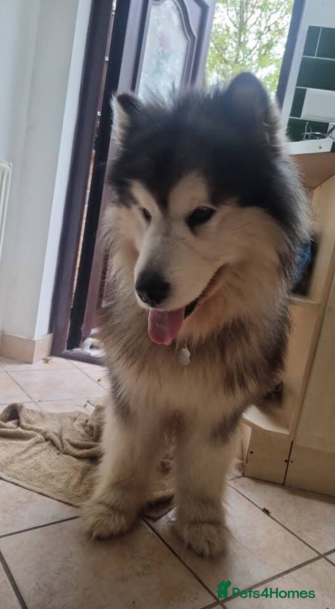 Alaskan Malamute dogs for sale: pure breed alaskan malamutes for sale - Advert 7