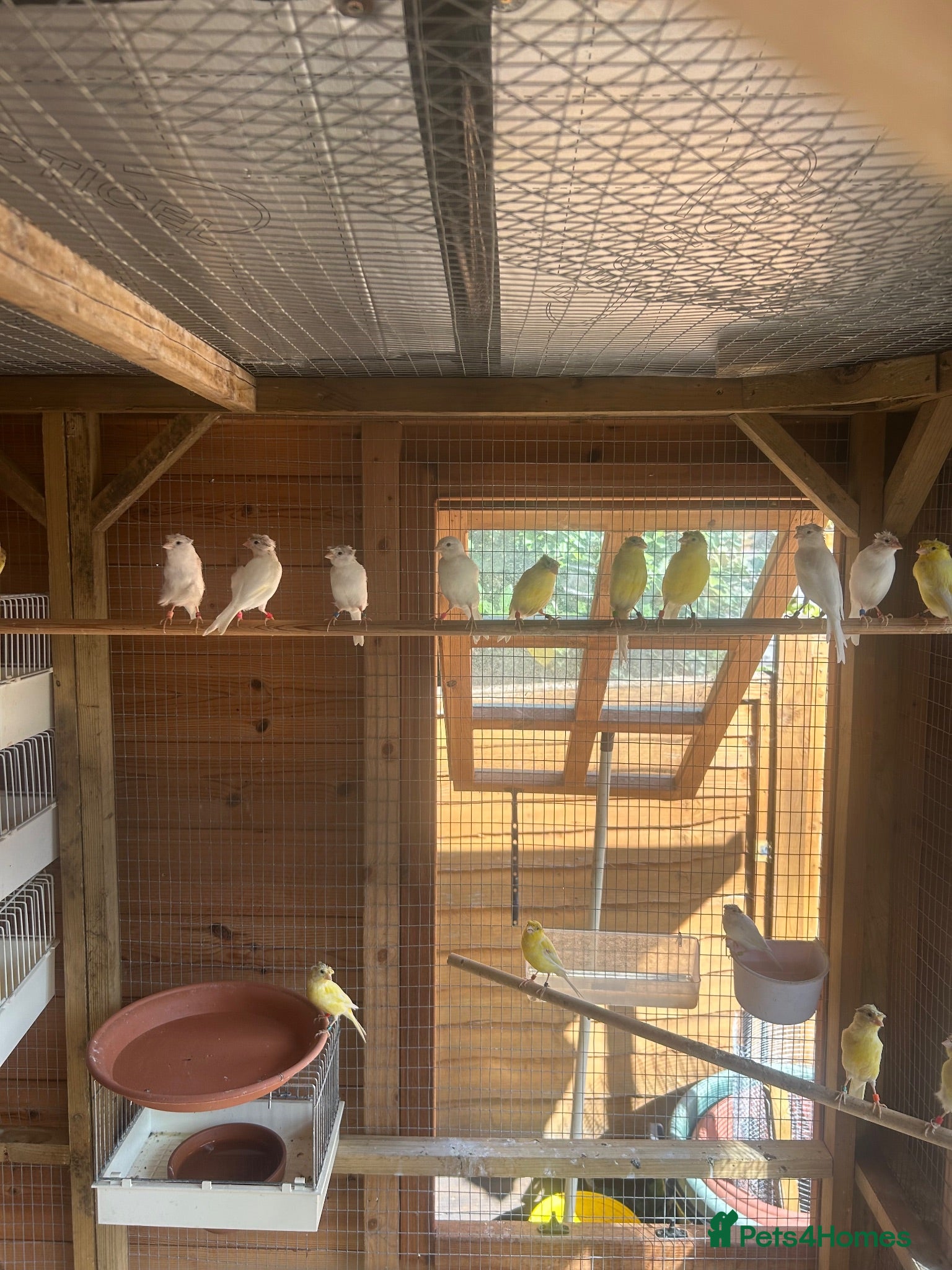 Canaries birds Rhineland canaries  - Advert 1