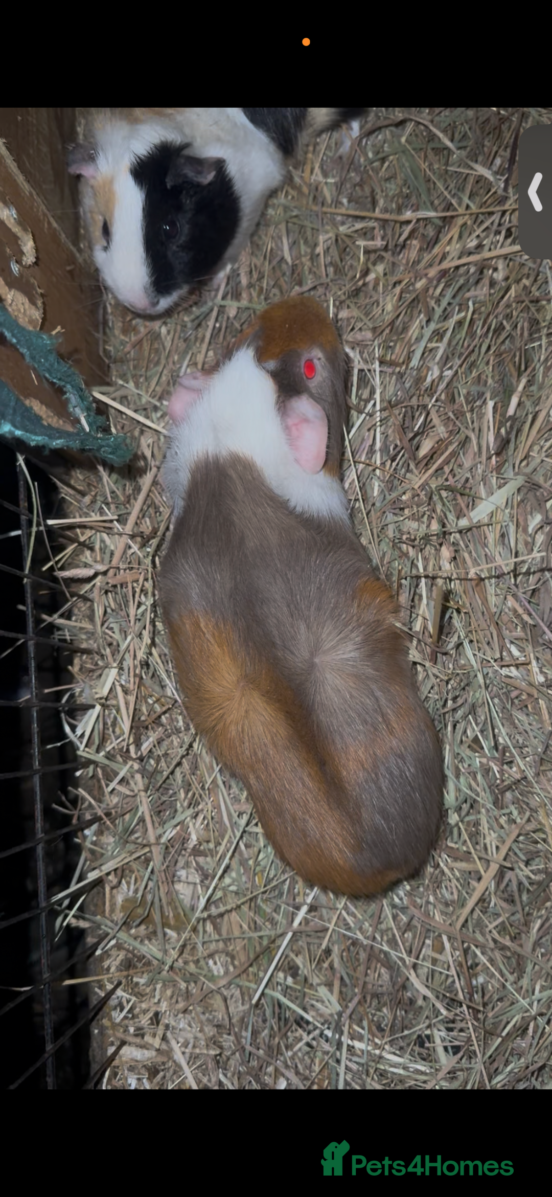 Guinea Pig rodents for sale: Rosette Teddy X US Smooth  - Advert 3