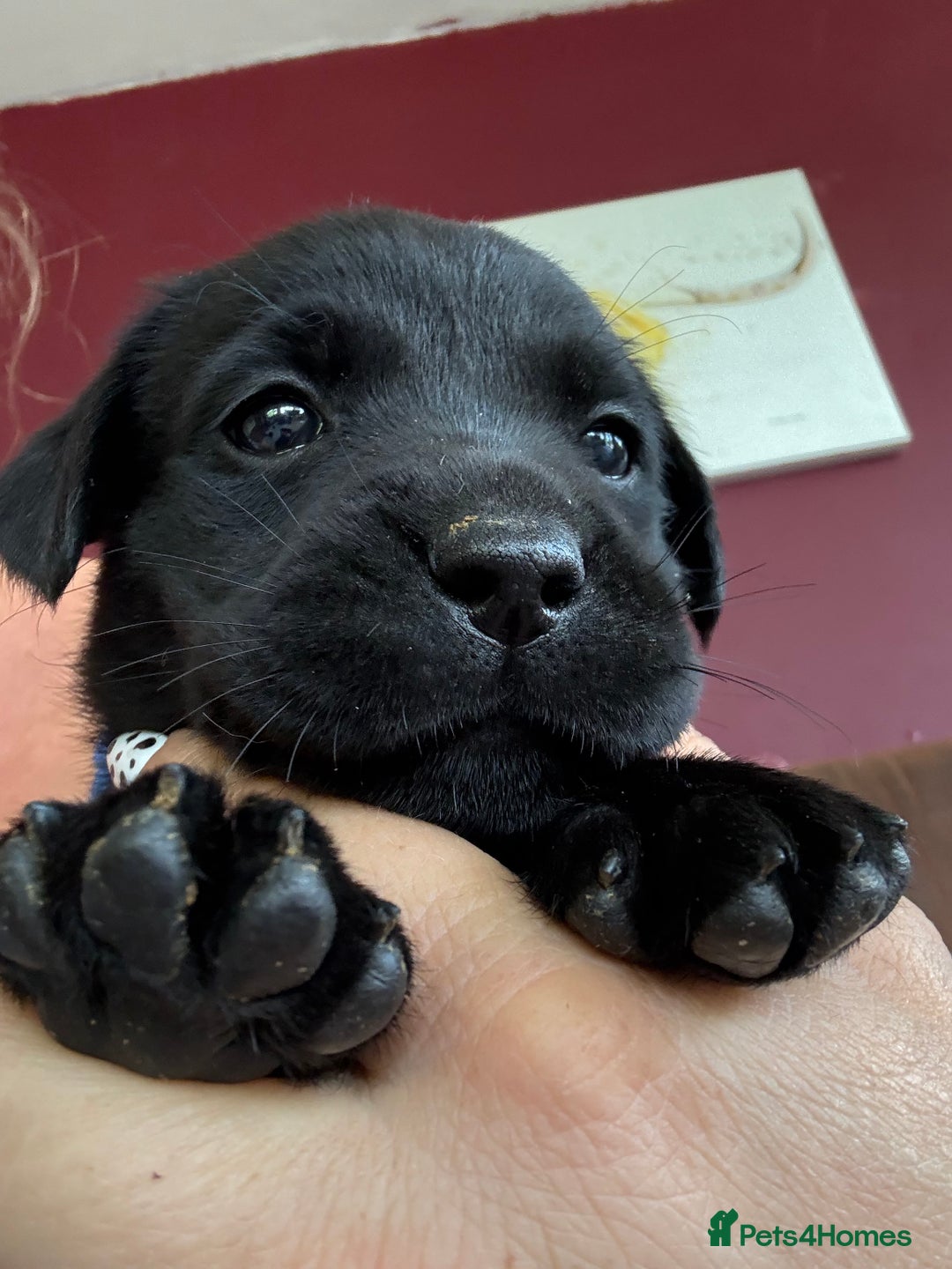 Labrador Retriever dogs for sale: Beautiful Labrador pups  - Image 19