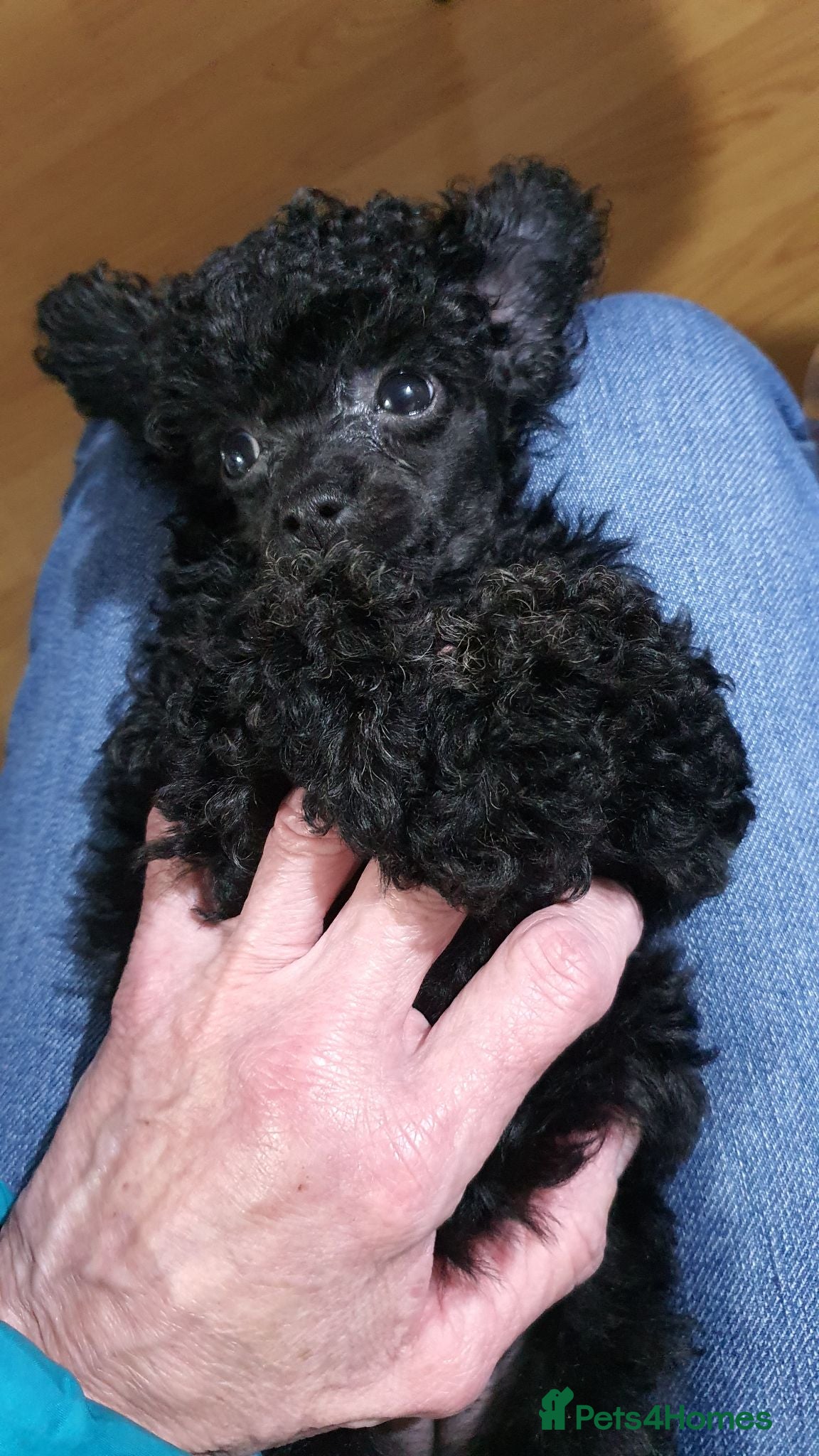 Toy Poodle dogs Gorgeous KC Toy Poodle Puppy Girl For Sale - Advert 5