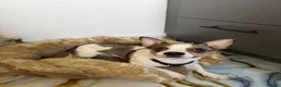 Jack Russell dogs for sale: Sam the man  - Advert 2