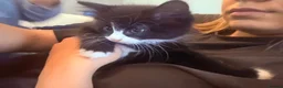 Mixed Breed cats for sale: 4 beautiful mixed breed kittens - Advert 5