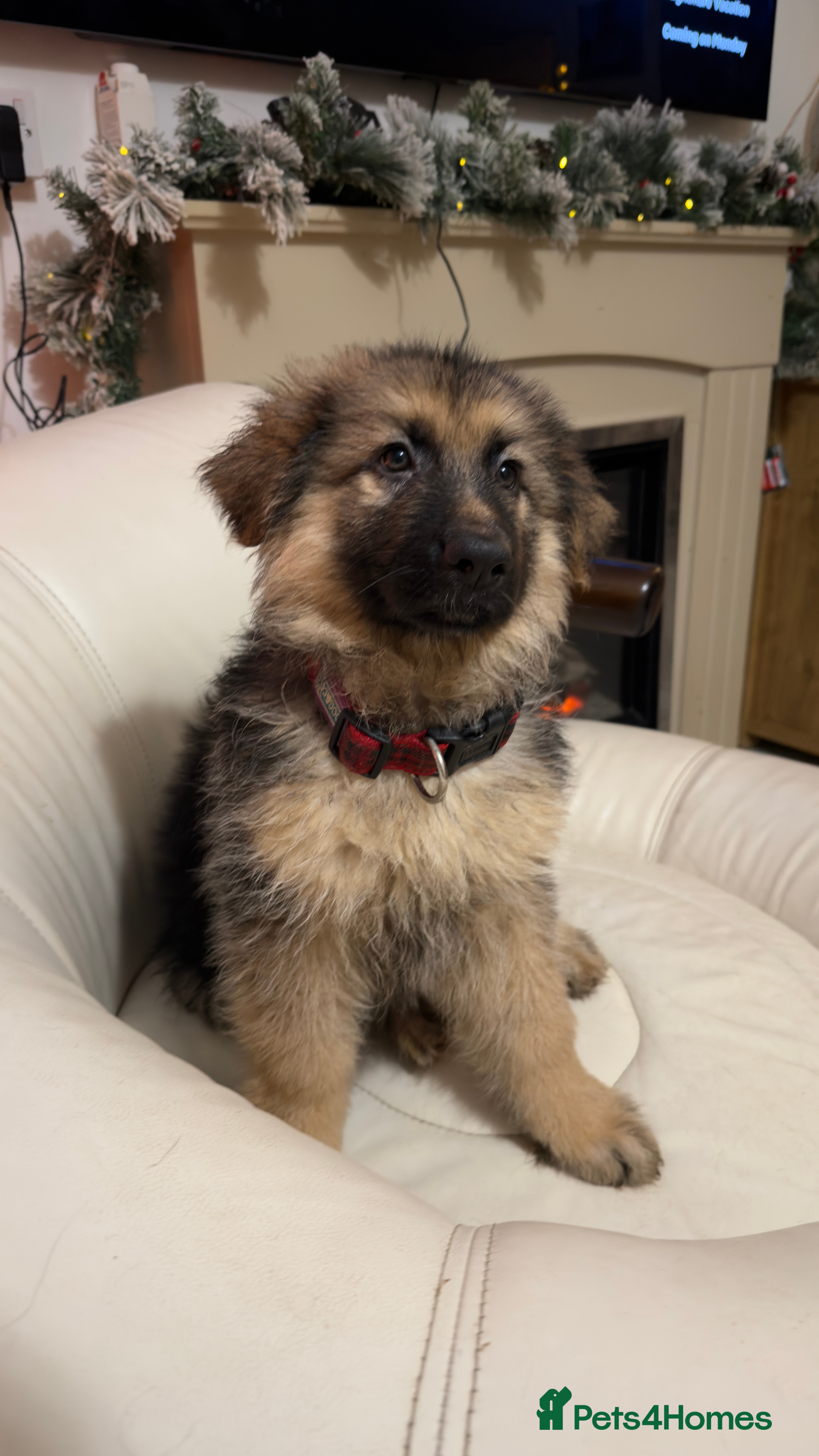 German Shepherd dogs German shepard pups black tan girl  reduced - Advert 1