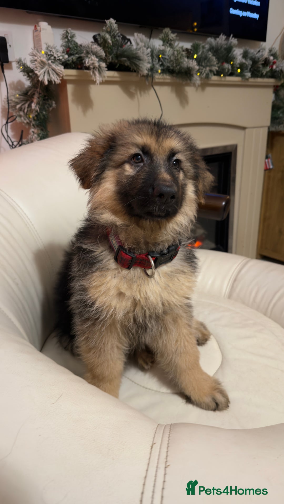 German Shepherd dogs for sale: German shepard pups black tan girl  reduced - Advert 1