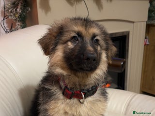 German Shepherd dogs German shepard pups black tan girl reduced - Advert 1