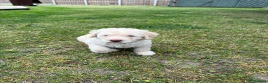 Labradoodle Puppy 8