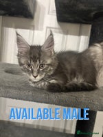 Maine Coon cats TICA Maine Coon Kittens Ready Dec! 🎁 - Advert 11